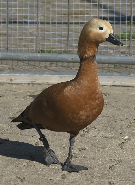 自信