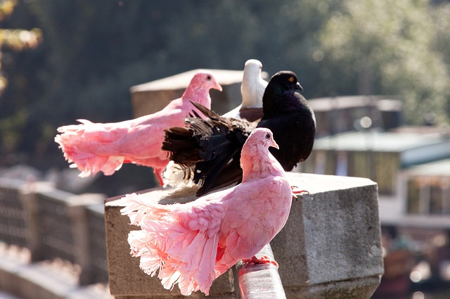 而她们的表 而她们的表