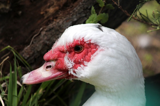 出拳击运动 出拳击运动