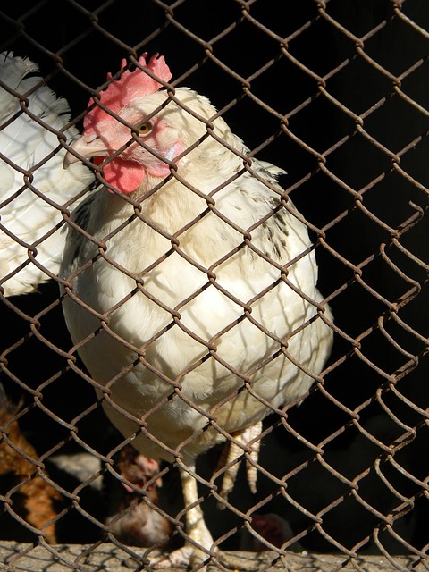 是比赛胜利 是比赛胜利